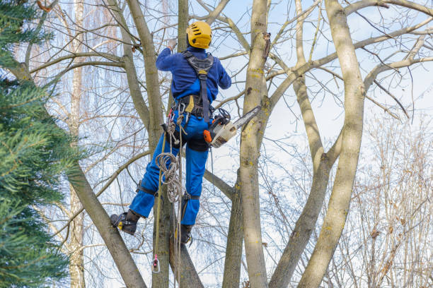 How Our Tree Care Process Works  in  Scottdale, GA